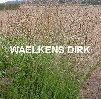 Molinea caer. 'Heidebraut'