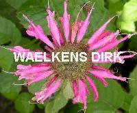 Monarda 'Croftway Pink'