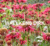 Monarda 'Cambridge Scarlet'