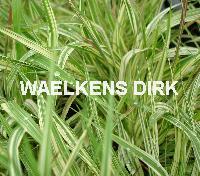 Molinia caer. 'Variegata'