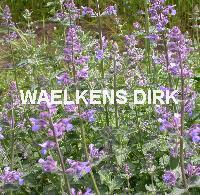 Nepeta faassenii 'Six Hills Giant'