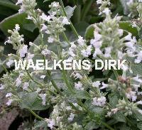 Nepeta faassenii 'Snowflake'