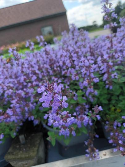 Nepeta grandiflora 'Dawn to Dusk'