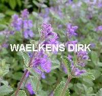 Nepeta mussinii