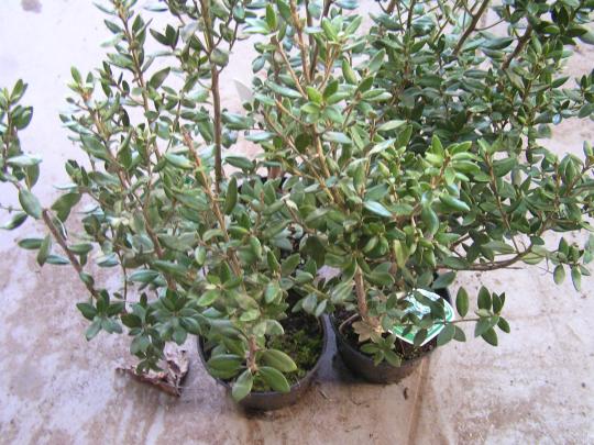 Olearia haastii