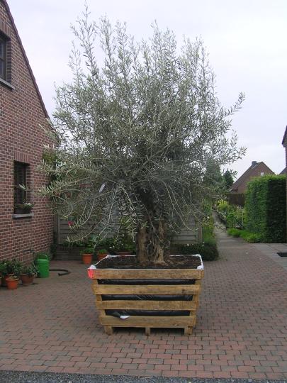 Olijf Olea europaea