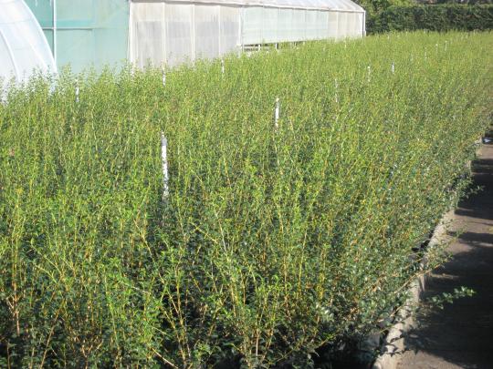 Osmanthus burkwoodii