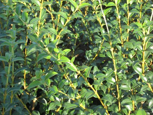 Osmanthus burkwoodii