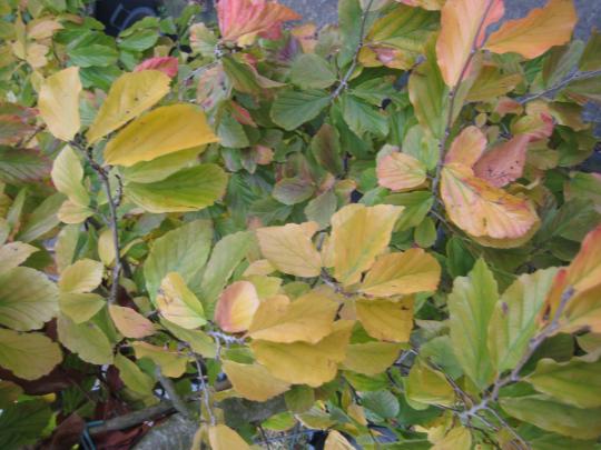 Parrotia persica