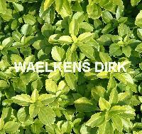 Pachysandra terminalis