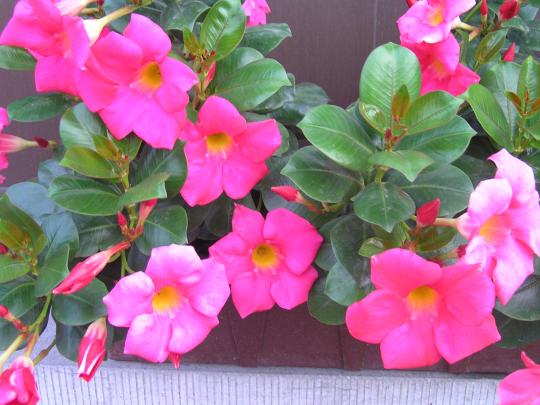 Dipladenia