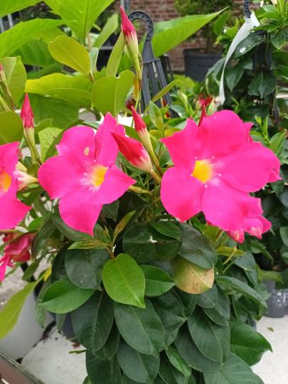 Dipladenia ROZE