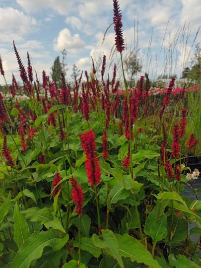 Persicaria ampl. 'Blackfield'