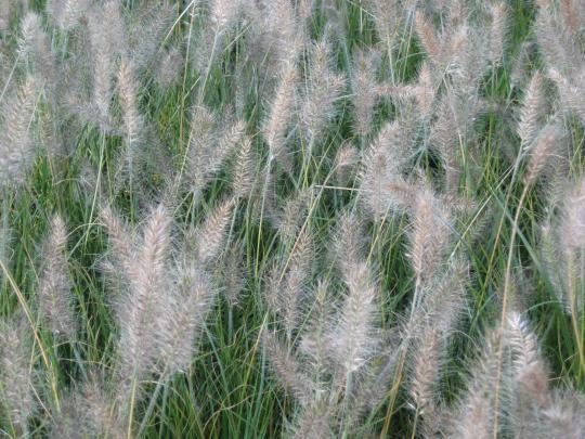 Pennisetum alopecuroides 'Hameln'