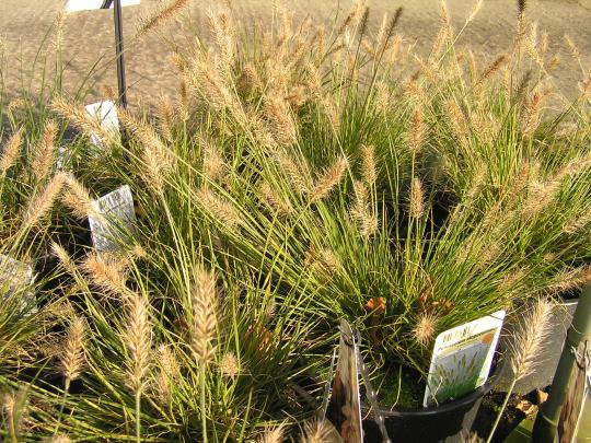 Pennisetum alop. 'Litle Bunny'