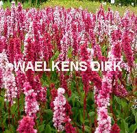 Persicaria aff.'Superbum' (Dimity)
