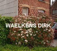 Photinia fraseri 'Red Robin' meerstam mini 100/+