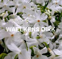 Phlox sub. 'Calvides White'
