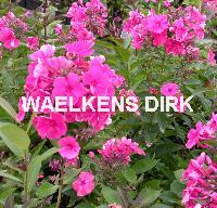 Phlox (P) 'Tenor'