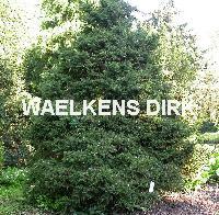 Picea abies