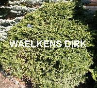Picea abies 'Nidiformis'