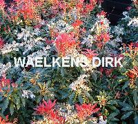 Pieris 'Forest Flame'