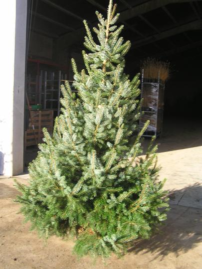 Picea omorika pot+ wortelnet