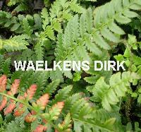 Varens Polystichum aculeatum