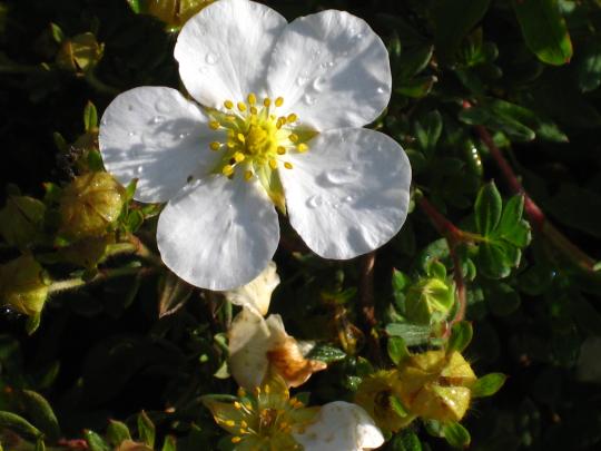 Potentilla frut. 'Abbotswood'