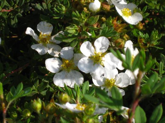 Potentilla frut. 'Abbotswood'