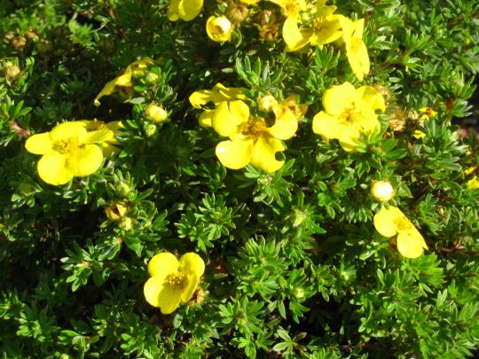 Potentilla frut. 'Kobold'