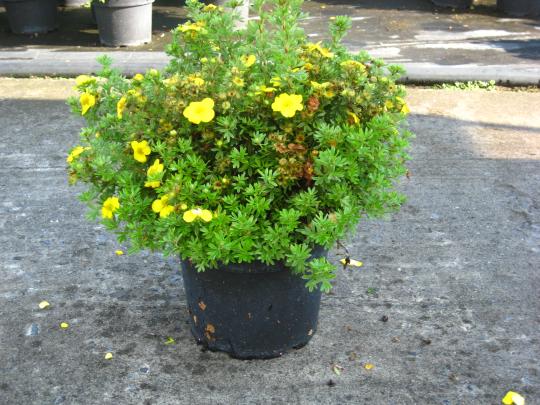 Potentilla frut. 'Kobold'