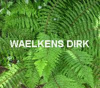 Polystichum setiferum 'Dahlem'