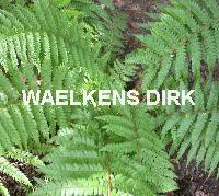 Polystichum setiferum  wintergroen