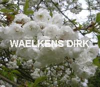 Prunus avium Plena