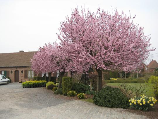 Prunus cerasifera 'Nigra'