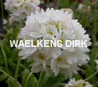Primula dent. 'Alba'