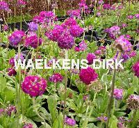 Primula dent. 'Rubin'