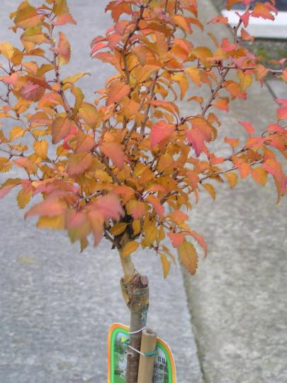 Prunus incisa 'Kojou-no-mai'