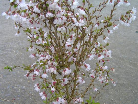 Prunus incisa 'Kojou-no-mai'