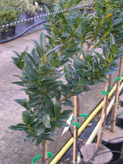 Prunus laur. 'Gajo' (R)