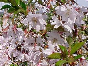 Prunus subh. 'Autumnalis Rosea'