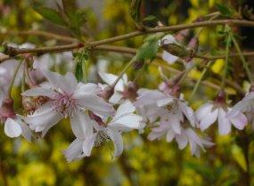 Prunus subh. 'Autumnalis Rosea'