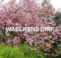 Prunus serr. 'Kanzan'