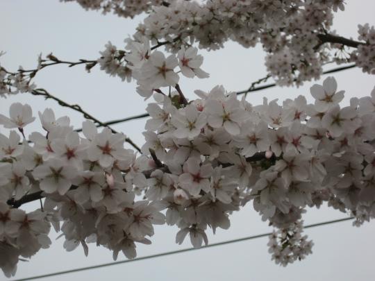 Prunus yedoensis