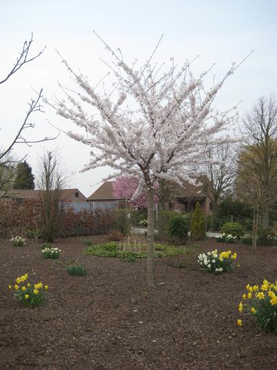 Prunus yedoensis