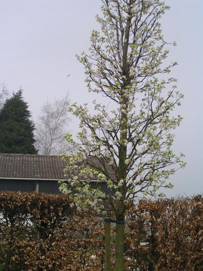 Pyrus calleryana 'Chanticleer'