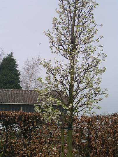 Pyrus calleryana 'Chanticleer'