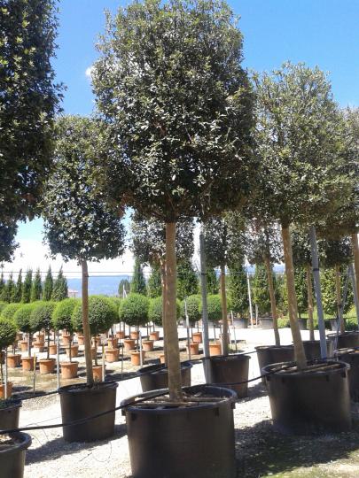 Quercus ilex BOL