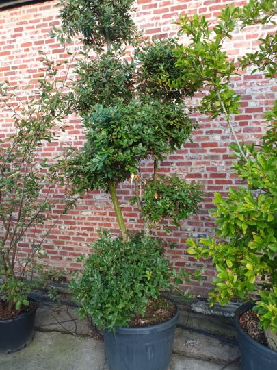 Quercus ilex POMPON